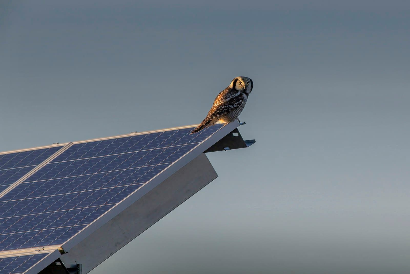 A bird perched on the edge of a rooftop solar panel
